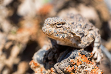 Close portrait of Phrynocephalus helioscopus agama in nature