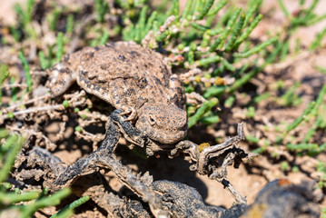 Close portrait of Phrynocephalus helioscopus agama in nature