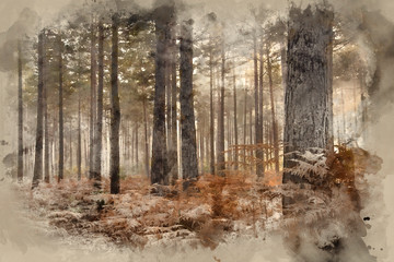 Digital watercolor painting of Pine forest Autumn Fall landscape foggy morning © veneratio