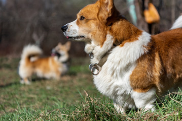 dog on grass