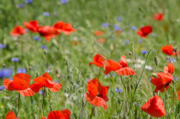 RED POPPIES - Delicate flowers dancing in the wind
