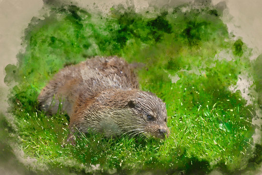 Digital watercolor painting of Otters on riverbank in lush green grass of Summer in sunlight