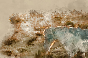 Digital watercolor painting of Beauttiful close up of New Forest pony horse bathed in fresh dawn sunlight