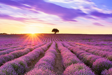 Lavender purple field with beautiful sunset and lines