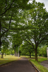 芝生の公園