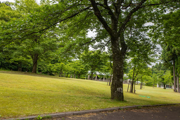 芝生の公園