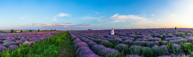 The girl poses for the photographer on the lavender fields