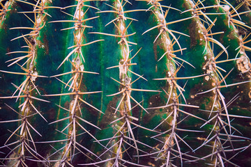 cactus closeup as background