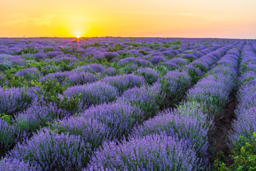 Sunset on the lavender fields in Moldova
