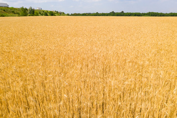 Field with ears of ripe wheat