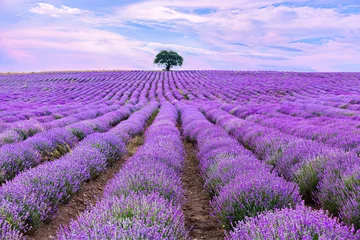 Papier Peint photo Violet Lavender purple field with beautiful sunset and lines