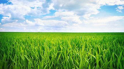 Green shoots of grain against the blue sky with clouds. Germination cereals landscape.