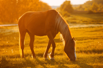 Beautiful young wild horse eating in field during sunset
