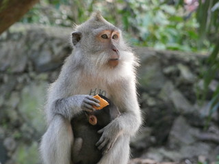 Obraz premium Monkey photographs in a sanctuary in Bali