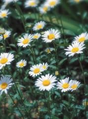 Beautiful chamomile growing in the meadow