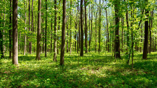 Forest trees. nature green wood sunlight backgrounds