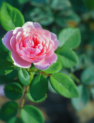 beautiful pink rose, photographed in the garden.