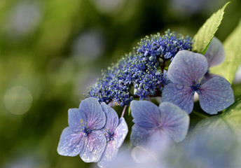 Obraz premium blue flowers on green background