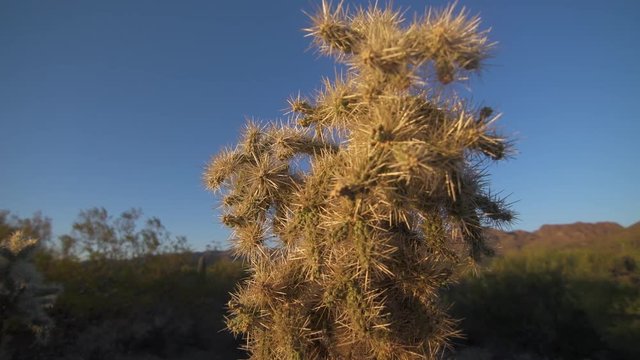Handheld, tracking forward, medium close up shot of a cholla cactus glowing in sunlight.