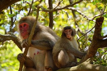 Fototapeta premium 猿