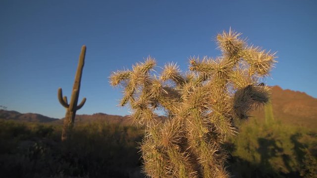 Handheld, tracking sideways, medium wide shot of the side of a cholla cactus, a Saguaro cactus can be seen in the background.