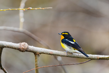 キビタキ雄(Narcissus Flycatcher)