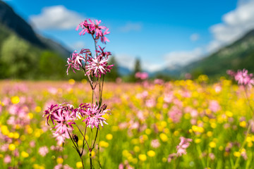 Obraz premium ettaler weidmoos in ammergauer alps, germany
