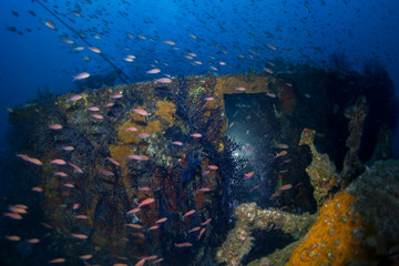 Naklejka na ściany i meble Wreck sea of Donator (Prosper Schiaffino), mediterranean sea.