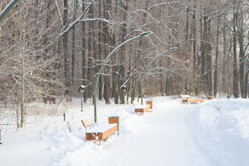 Snow-covered trees and benches in the city park.