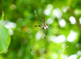 Huge scary spider on the web