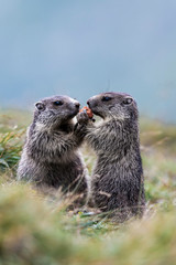 Marmota