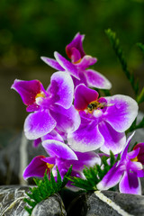 Obraz premium orchid