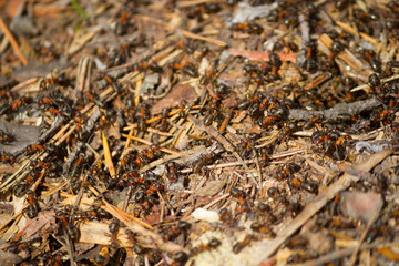 many ants working together