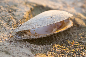 open oyster shell