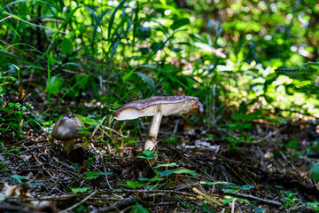 Fototapeta premium fungi