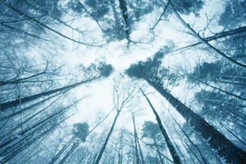 night in pine tree forest