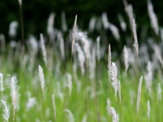 White grass flowers in green pastures, black background