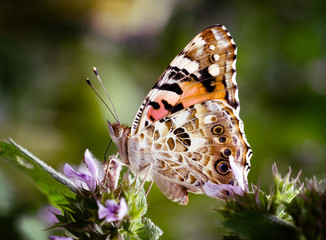 Magic background with painted lady butterfly. Close up photo of butterfly on a garden flower.