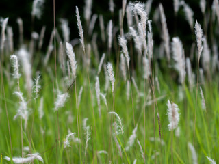 White grass flowers in green pastures, black background