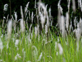 White grass flowers in green pastures, black background