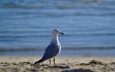 Fototapeta na wymiar Seagull looking at right side