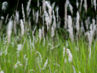 White grass flowers in green pastures, black background