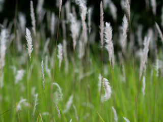 White grass flowers in green pastures, black background
