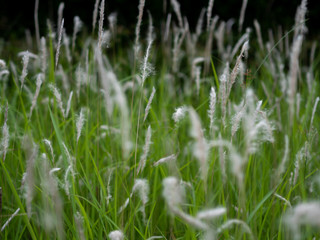 White grass flowers in green pastures, black background