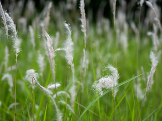 Fototapeta premium White grass flowers in green pastures, black background