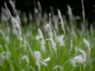 White grass flowers in green pastures, black background