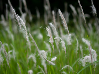 White grass flowers in green pastures, black background