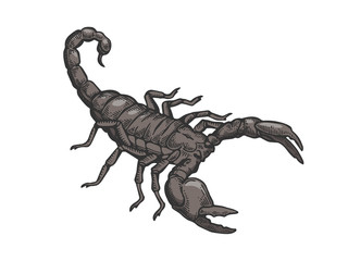 Scorpio animal color sketch engraving vector illustration. Scratch board style imitation. Black and white hand drawn image.