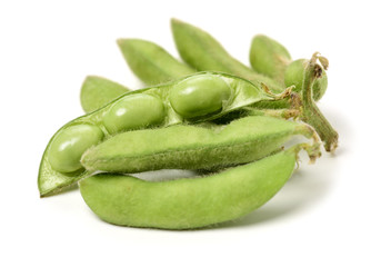 Fresh harvested soybean (edamame) plant isolated on white background