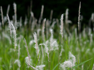 White grass flowers in green pastures, black background